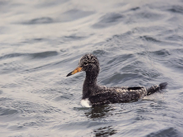 Meriharakka, Eurasian Oystercatcher, Haematopus ostralegus